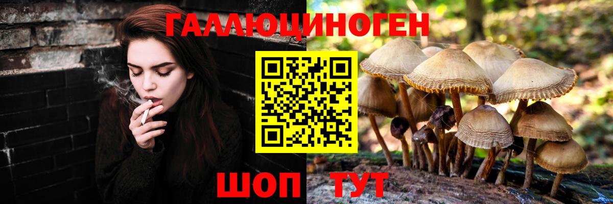 Галлюциногенные грибы Psilocybe Чернушка